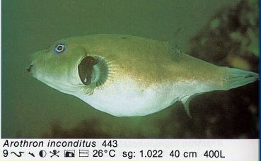 Arothron inconditus